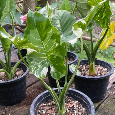 Okinawa Silver Alocasia Odora Variegated Free Phyto Cert. | eBay