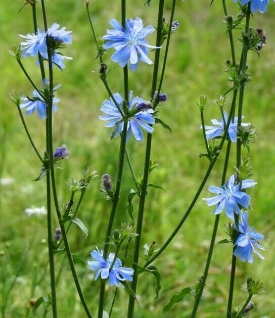 Parcela de comida semilla achicoria alfalfa trébol de hoja perenne sin labranza 2 libras atraer vida silvestre Foto 3 de 4