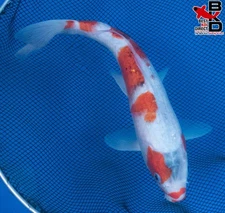 8" GOROMO Live Koi Fish Garden Pond 10/14