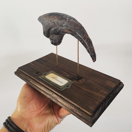 Griffe Dinosaure Allosaure Allosaurus socle bois replique Dinosaur Fossil claw - Foto 3 di 4