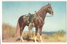 "HOSS" Horse, Ornate Saddle, Thada & Emerson Hall Color, c1950's Unused Postcard