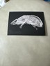 2024 Topps Allen & Ginter X-Ray'd Insert Armadillo XR-4