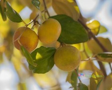 20 semillas Ziziphus Mauritiana ciruela india fecha china árbol frutal comestible médico