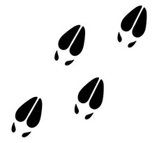 Deer Tracks Decals Sticker Hunting - Several Colors And Sizes Available 02