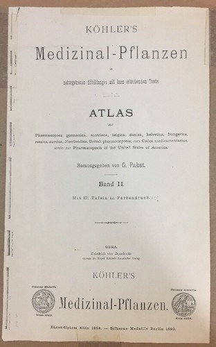 Indisches Süßholz 1880er Jahre Farblithographie professionell gerahmt Abrus Precatorius - Bild 11 von 12