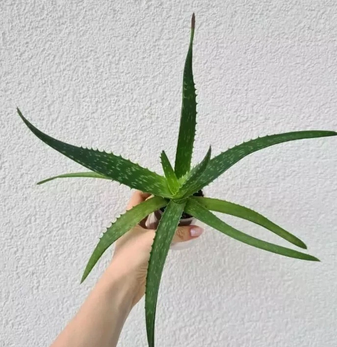 Aloe Vera Ableger online kaufen | eBay.de