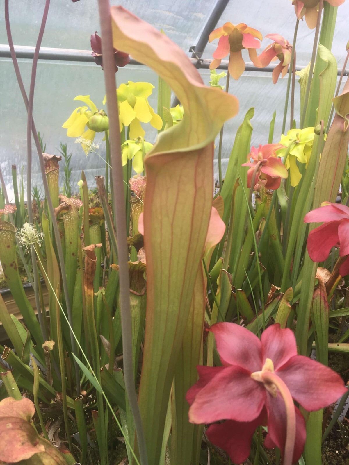 Sarracenia, Drosera Binata et Dionaea Akai Ryu : kit complet de plantes carnivores d'ornement