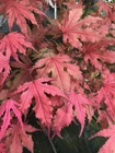 Japanese Maple Purple Ghost  One of our Most Popular!