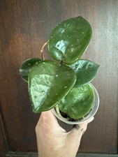 Hoya Chelsea Rooted Plant
