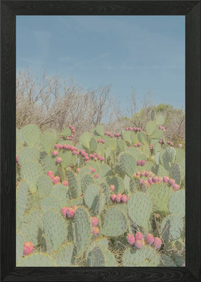 Kaktus Blumen gerahmtes Wandbild Poster Leinwanddruck Bild