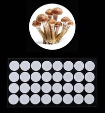 32 Synthetic Filter Paper Stickers 20mm 0.3 M Filter Disc Mushroom Cultivation 32 Synthetic Filter Paper Stickers 20mm 0.3 M Filter Disc Mushroom Cultivation