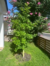 OAK TREE | 7 FT TALL | PLANTED & GROWING