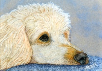 Weißer Pudel Seitenprofil Portrait, eine originale Buntstiftzeichnung