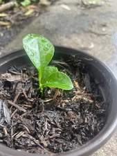 Clementine Lemon Plants Started