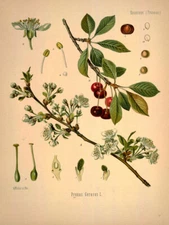 Vintage Cherries Poster, Cherry Tree Botanical Print, Scientific Identification
