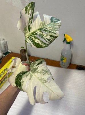 Variegated Monstera Albo - Extra White High Variegation Cuttings & Rooted  Plants | eBay