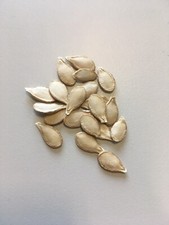 20 graines de citrouilles à planter curcubita pepo bio sans OGM ni hybridation