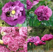 Poppy VIOLETTA BLUSH Pink/Purple LARGE BLOOMS TALL Pollinators NonGMO 1000 Seeds