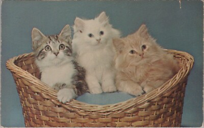 Membership Committee Three Cute Kittens Basket Cats Chrome Vintage Post Card