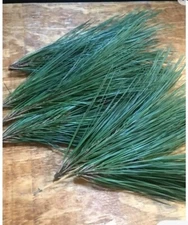 Pine Needles Green and Fresh For Crafts 4-6 inches   1 Pound 