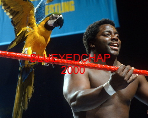 KOKO B WARE WRESTLER 8 X 10 WRESTLING PHOTO NWA WWF | eBay