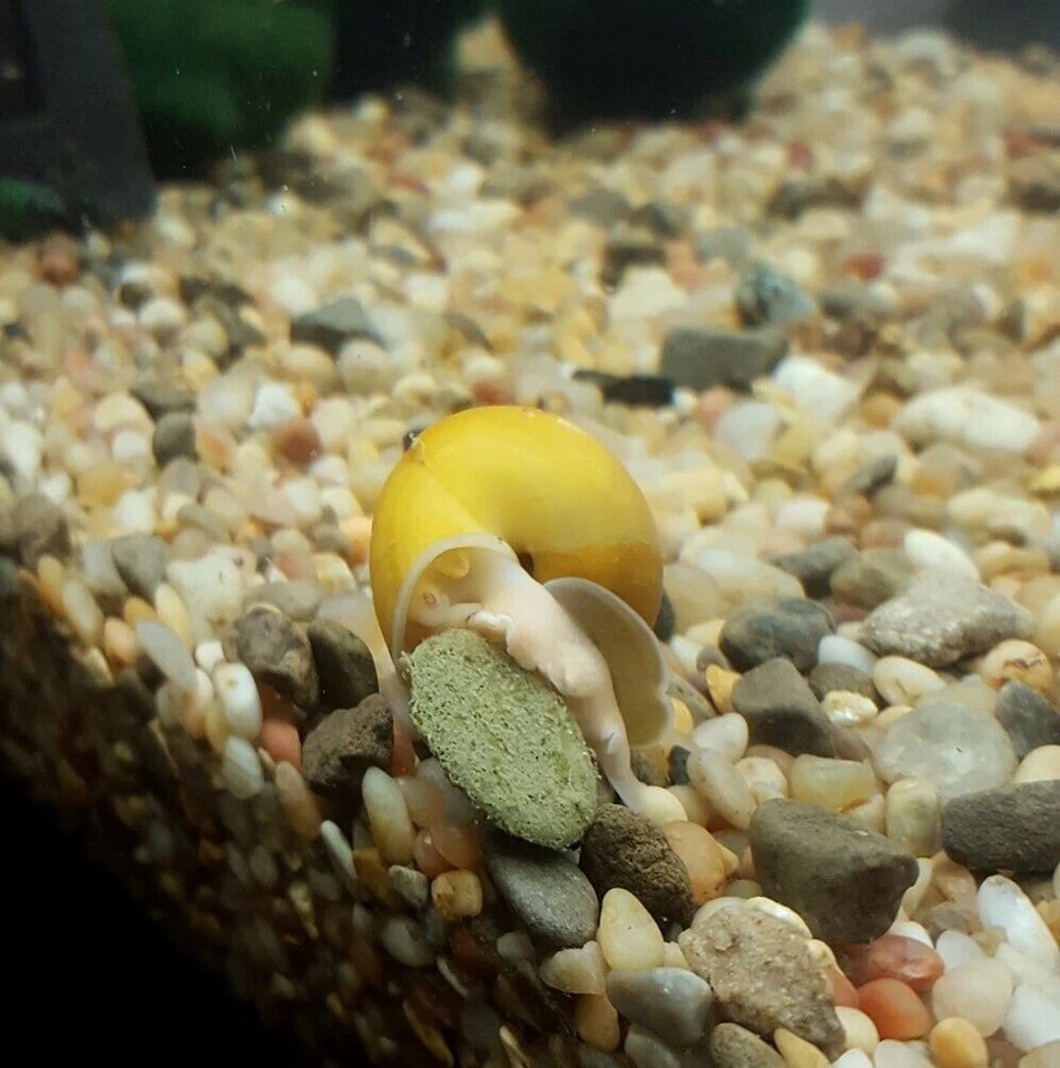 12mm - 1/2" Spirulina, Algae & Veggie Sinking Wafers for Bottom Feeders. WL-JAR - Image 3 of 4