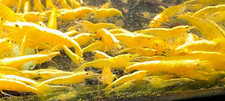 100++ YELLOW 24K GOLDEN BACK Neocaridina Aquarium Shrimp Live Guarantee!