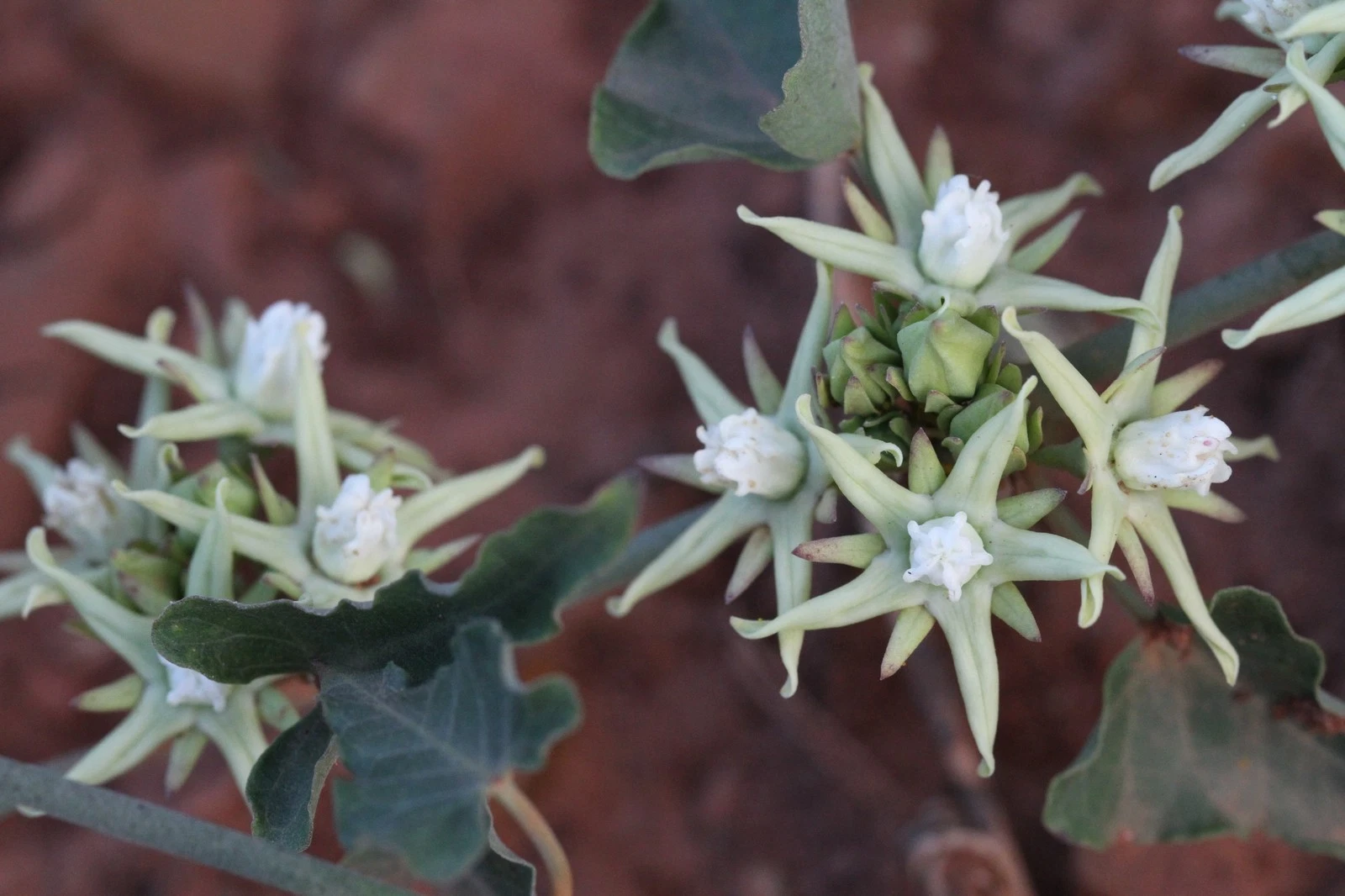 RARE 4 graines de MORRENIA ODORATA H183 LATEX VINE SEEDS SAMEN SEMILLAS SEMENTES - 画像1/1
