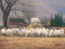 Mohr, Wool Gathering Farm Sheep Art Print-18 x 12