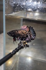 Avatar Black Gold Nebula Live Betta Fish High Quality Plakat From Thailand