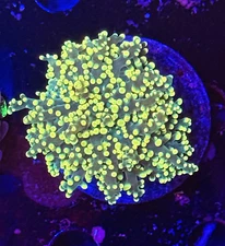 Live Coral Euphylia Frog Spawn Gold 1 Head