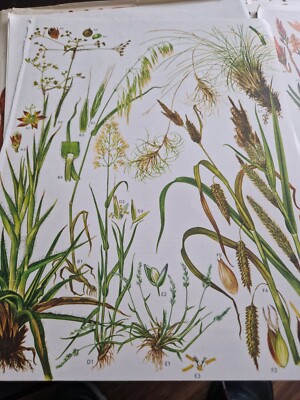 Plate 25 & 26 from  Barbara Everard  B D. Morley Wild flowers of the World ebay