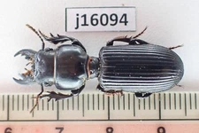 j16094. Insects, Carabidae sp. Vietnam, Nghe An