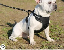 Amazon Basics No-Pull Adjustable Soft Padded Dog Vest Harness Small Black