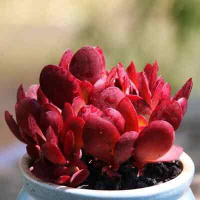 6cm Succulent Live Plant Crassula Clavata Purple Butterfly Home Garden Beautiful