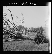 Photo:San Augustine Texas 1943 Cemetery Tree Uprooted by March Tornado