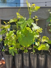 Kyoho Grape Vine Fully Rooted 1 Year Old Ready to Plant Viticultutist Raised