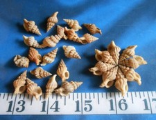  Oyster Drill Shells  Brown / Tan  25  Shellcraft  Sailor's Valentines 