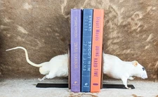 Bookend Rat Shelf Taxidermy Oddities Curiosities Library home decor custom gift