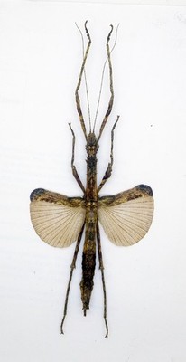 Orthoptera - Stick Insect - Stick Insect Sp - Cameron Highlands, Malaysia HS68-A
