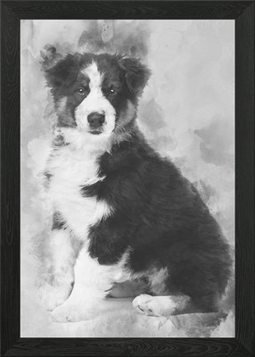 Australian Shepherd puppy Framed Wall Art Poster Canvas Print Picture