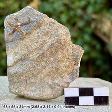 Fossil Brittle Stars (Ophiura) &ndash; Ordovician Draa Valley Morocco, Starfish Plate