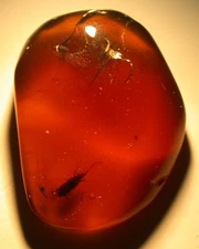 Beautiful Ruby RED Burmese Amber Fossil with True Bug and Spider Dinosaur Age