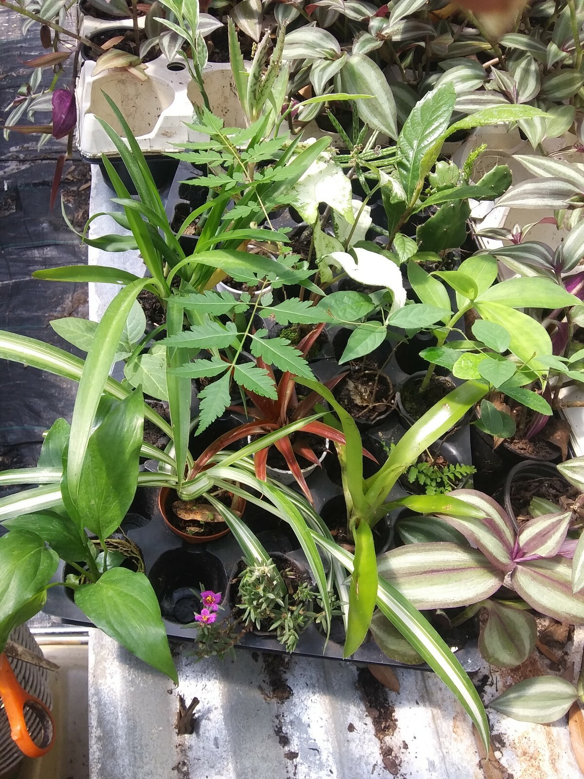 4 Assorted LIVE Plants in 2 to 5 inch pots UrbanKitchens.co.uk