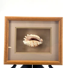 Vtg Strombus Sinuatus Sea Shell Framed Solid Oak Shadow Box Matted Glass Front