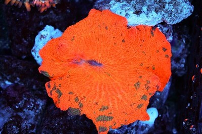 Forest Flames Jawbreaker Disco Mushroom WYSIWYG - SAQ Coral Farm