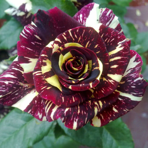 Rare Black Dragon Rose Seeds Garden Plant, Rose Bush Seeds, Flower