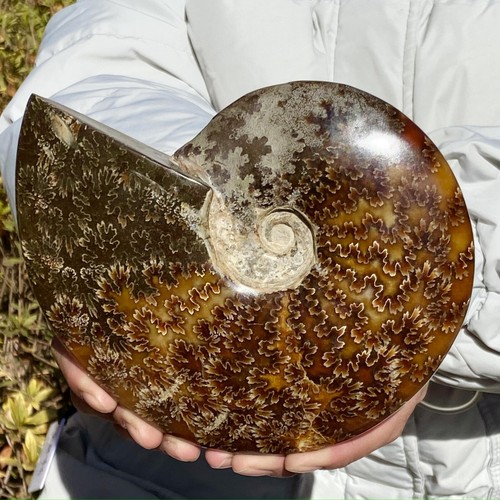 1.8LB Natural Spiral Seashell - Marine Biology Display & Coastal Decor - Picture 6 of 12