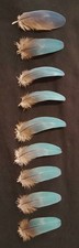 9 Blue and Gold Macaw Feathers (2.75-3