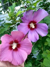 50+ Fresh Pink/Purple Rose of Sharon Seeds (Hibiscus syriacus, Aphrodite Althea)